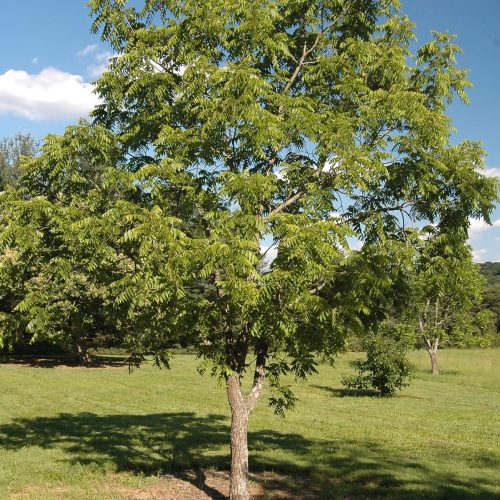 ОРЕХ СЕРДЦЕВИДНЫЙ (JUGLANS CORDIFORMIS MAX.)