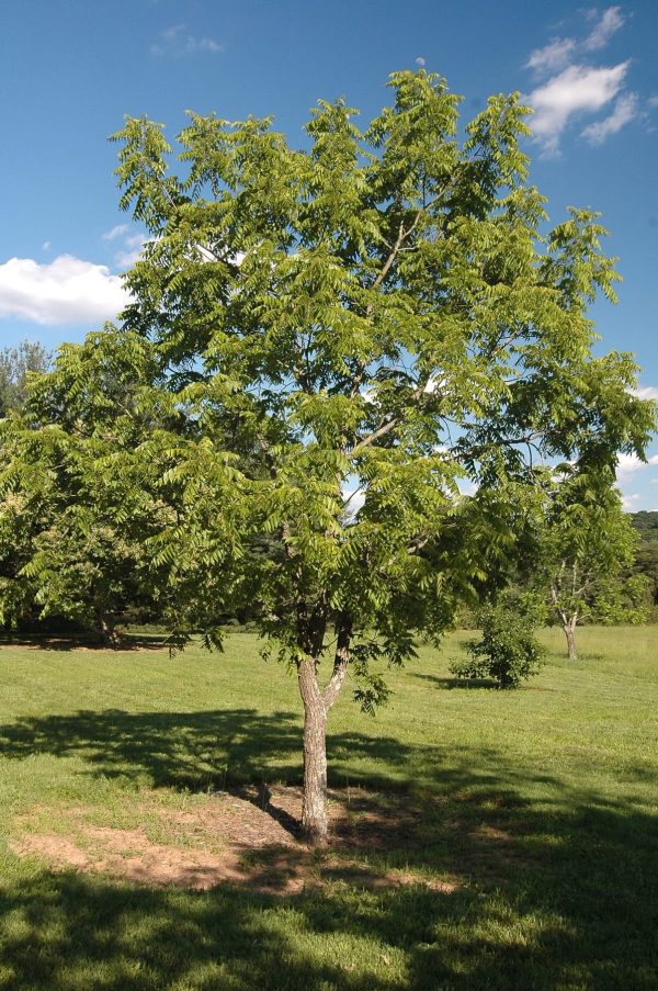 ОРЕХ СЕРДЦЕВИДНЫЙ (JUGLANS CORDIFORMIS MAX.)