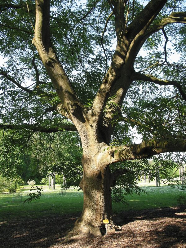 ОРЕХ АЙЛАНТОЛИСТНЫЙ (ЗИБОЛЬДА)