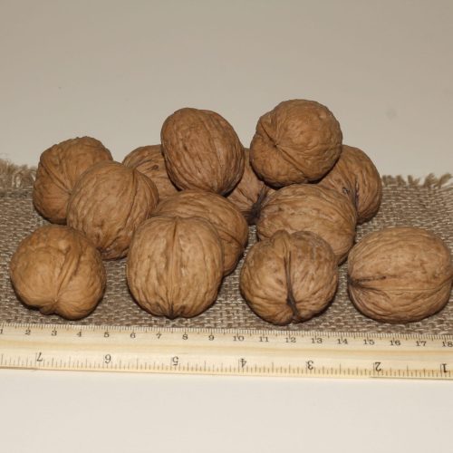 ОРЕХ ГРЕЦКИЙ "NORTH PLATTE"