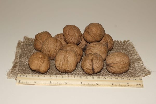 ОРЕХ ГРЕЦКИЙ "NORTH PLATTE"