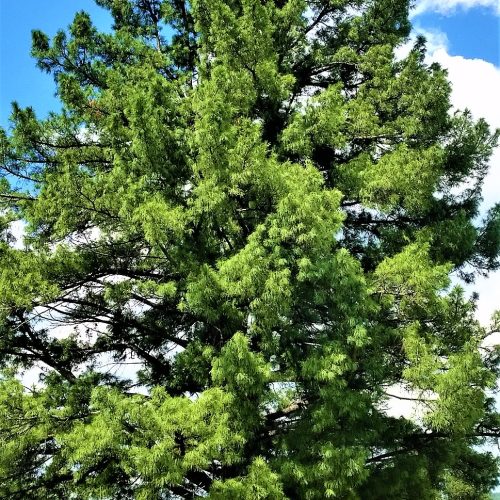КЕДР СИБИРСКИЙ (PINUS SIBIRICA)