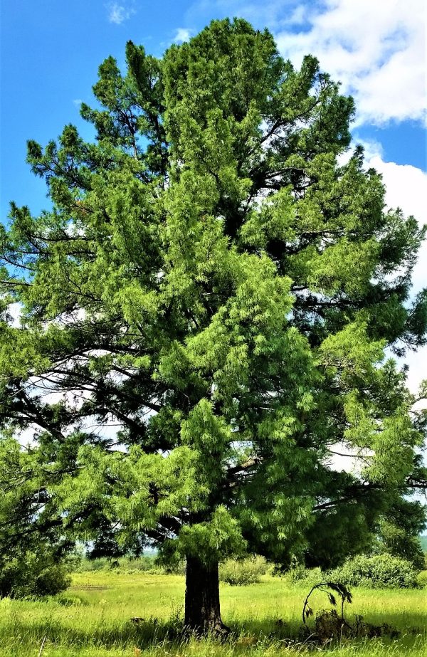 КЕДР СИБИРСКИЙ (PINUS SIBIRICA)
