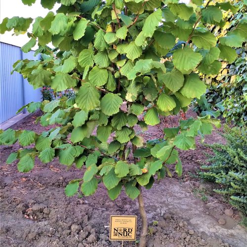 ФУНДУК СОРТ "WEPSTER" (ВЕПСТЕР)