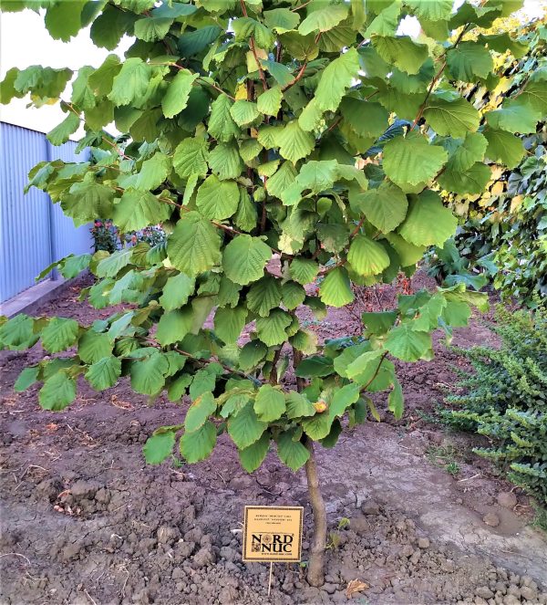 ФУНДУК СОРТ "WEPSTER" (ВЕПСТЕР)