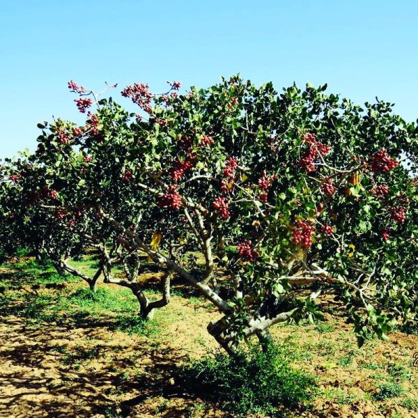 ФИСТАШКА НАСТОЯЩАЯ (PISTACIA VERA)