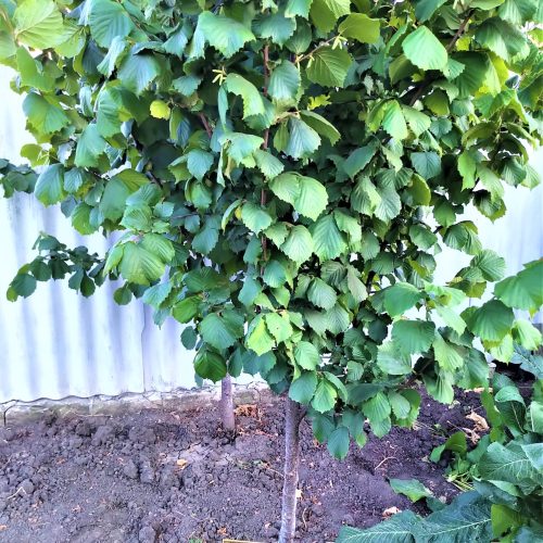 ФУНДУК СОРТ “МакДональд” (McDonald)