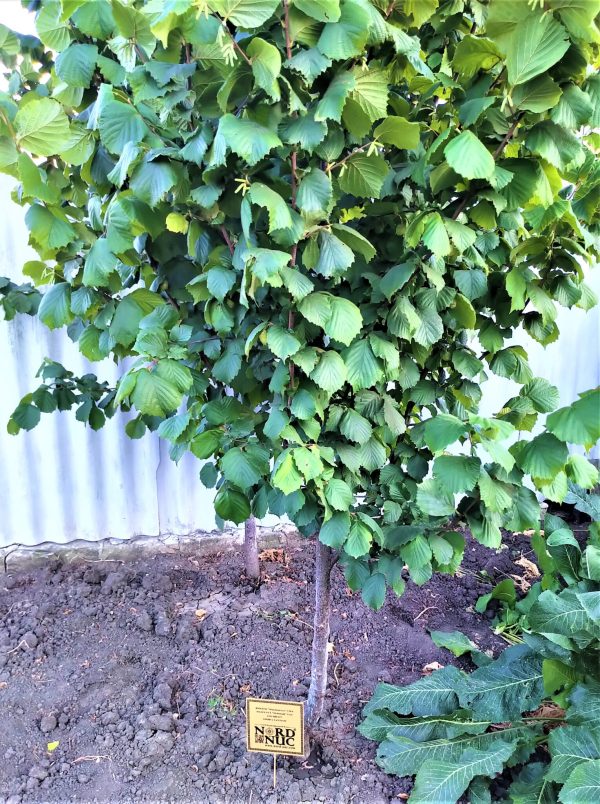 ФУНДУК СОРТ “МакДональд” (McDonald)