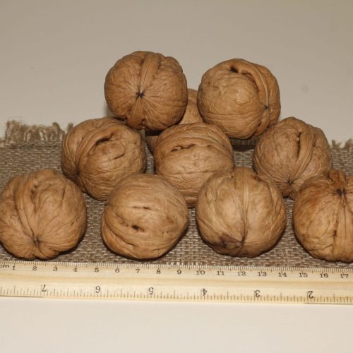 ОРЕХ ГРЕЦКИЙ "ХЕРСОНСКАЯ БОМБА"