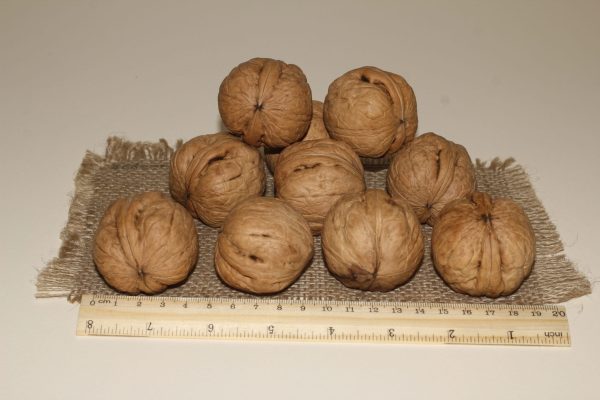 ОРЕХ ГРЕЦКИЙ "ХЕРСОНСКАЯ БОМБА"