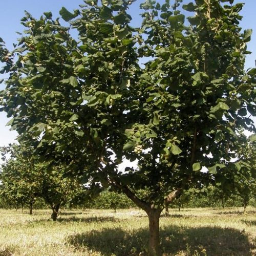 ФУНДУК СОРТ “ЦАРСКИЙ ИЗ ТРАПЕЗУНДА” (IMPERIALE DE TREBIZONDE)