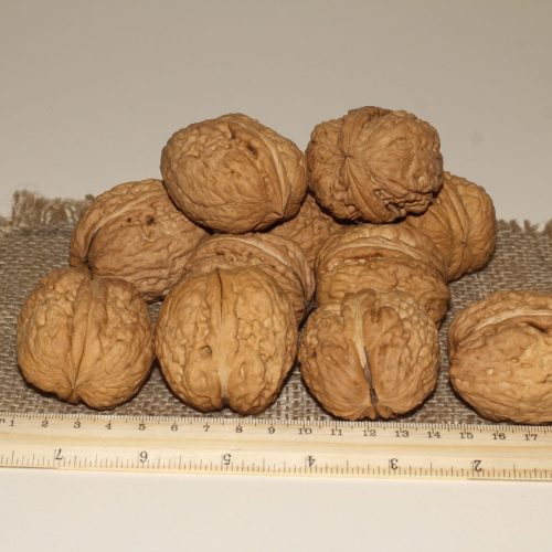 ОРЕХ ГРЕЦКИЙ "ЯЦЕК"