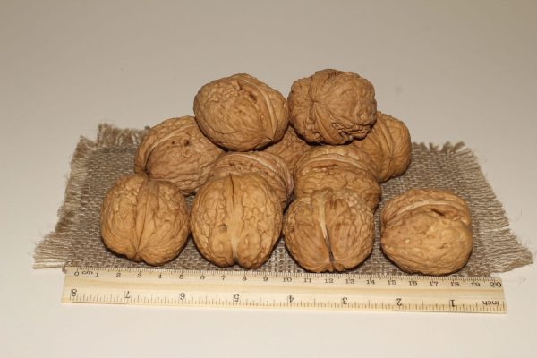 ОРЕХ ГРЕЦКИЙ "ЯЦЕК"