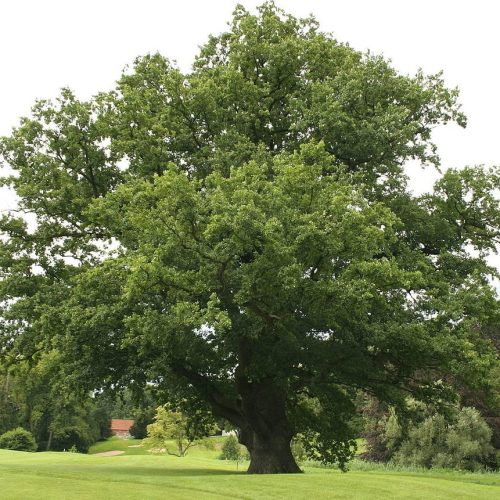 ДУБ АНГЛИЙСКИЙ (QUERCUS ROBUR)