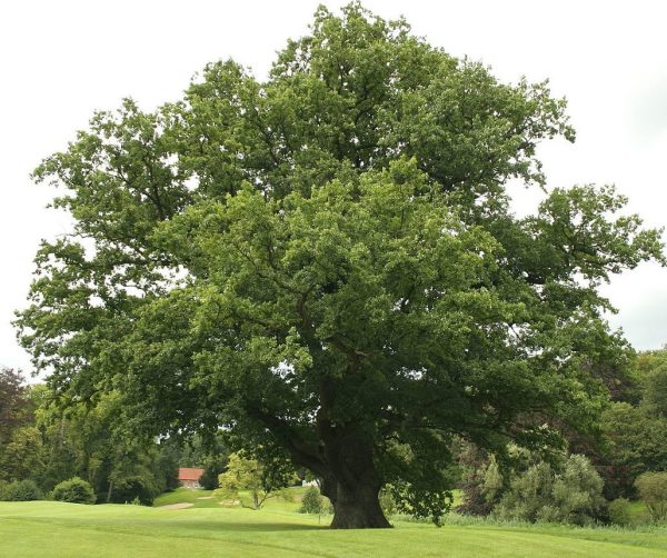 ДУБ АНГЛИЙСКИЙ (QUERCUS ROBUR)