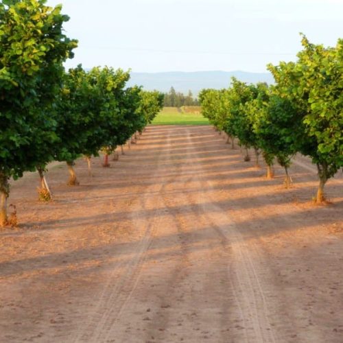 ФУНДУК СОРТ "БАРСЕЛОНА" (BARCELONA)