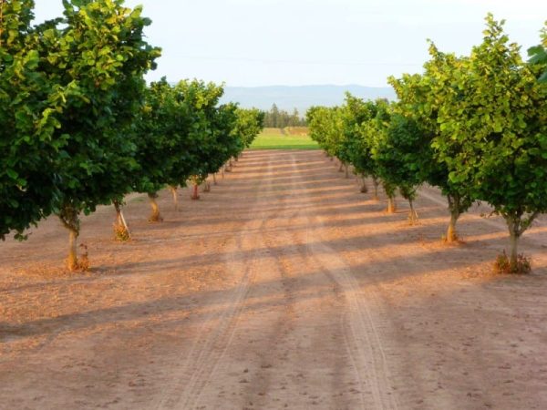 ФУНДУК СОРТ "БАРСЕЛОНА" (BARCELONA)