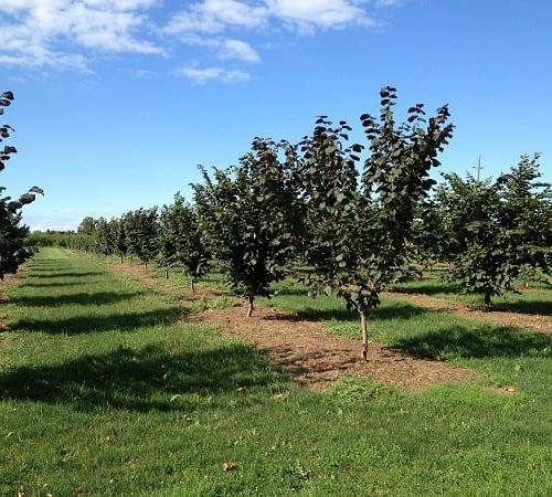 ФУНДУК СОРТ "БОРОВСКОЙ"