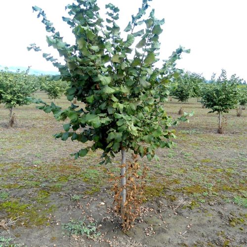 ФУНДУК СОРТ “ВЕББА ЦЕННЫЙ” (WEBB'S PRIZE)