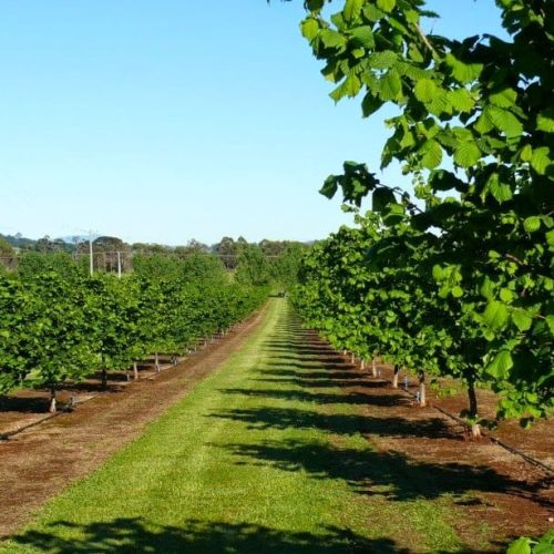 ФУНДУК СОРТ "ГИГАНТ ИЗ ГАЛЛЕ" (HALLS GIANT)