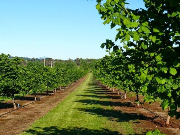 ФУНДУК СОРТ "ГИГАНТ ИЗ ГАЛЛЕ" (HALLS GIANT)