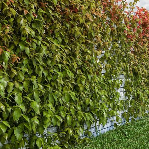 Viță canadiană (Parthenocissus quinquefolia)