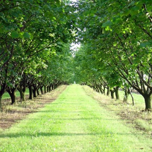 ФУНДУК СОРТ "КАТАЛОНСКИЙ" (LUIZA)