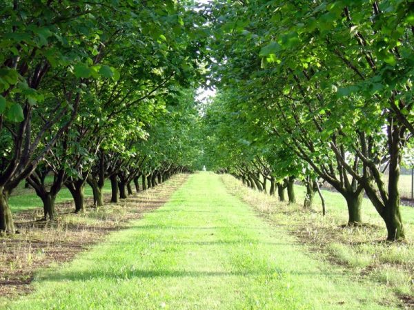 ФУНДУК СОРТ "КАТАЛОНСКИЙ" (LUIZA)