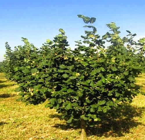 ФУНДУК СОРТ "КЕРАСУНД" (GIRESUN KALITE)