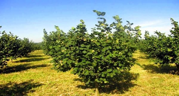 ФУНДУК СОРТ "КЕРАСУНД" (GIRESUN KALITE)