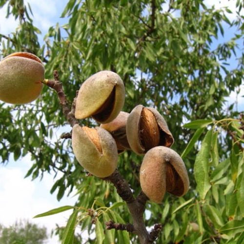 МИНДАЛЬ СЛАДКИЙ "АЯН"