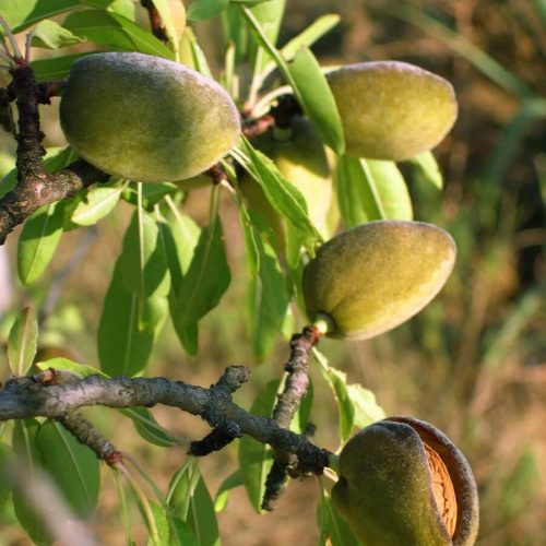 МИНДАЛЬ "РИХТЕР"