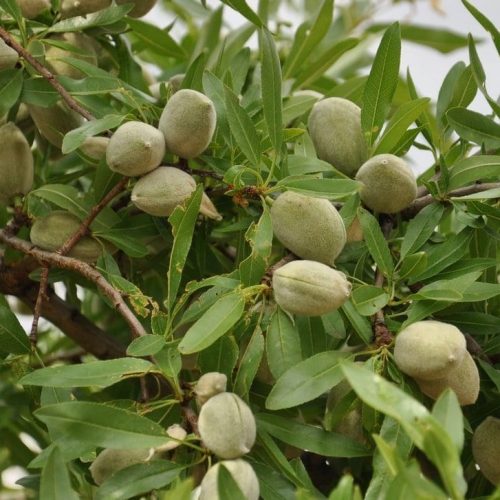 МИНДАЛЬ СЛАДКИЙ "ДЕЛОН"