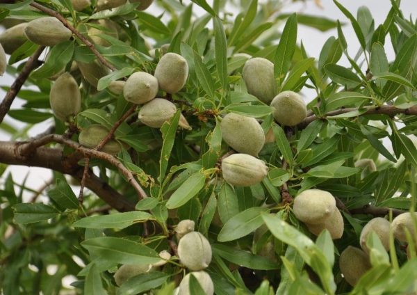 МИНДАЛЬ СЛАДКИЙ "ДЕЛОН"