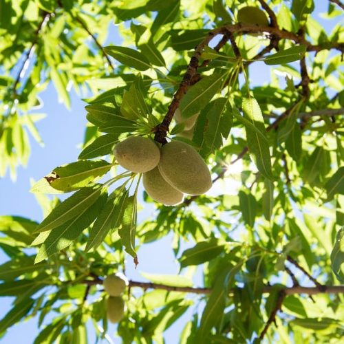 МИНДАЛЬ СЛАДКИЙ "ДЕСЕРТНЫЙ"