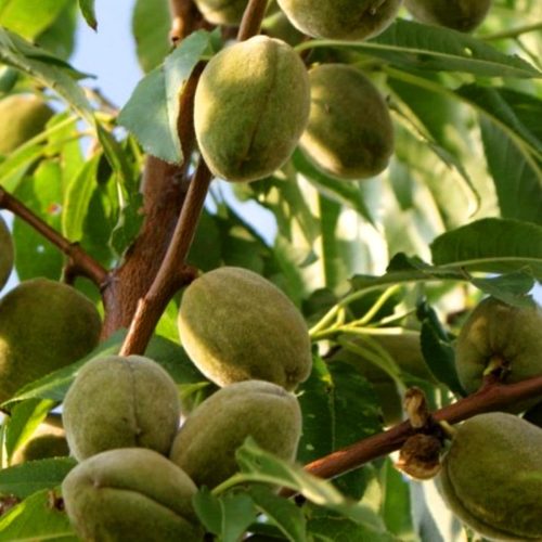 МИНДАЛЬ СЛАДКИЙ "МИЛАС"