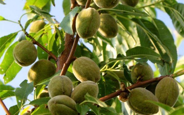 МИНДАЛЬ СЛАДКИЙ "МИЛАС"