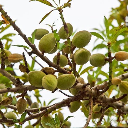 МИНДАЛЬ "ПРИБРЕЖНЫЙ"