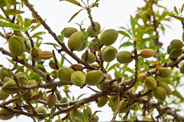 МИНДАЛЬ "ПРИБРЕЖНЫЙ"
