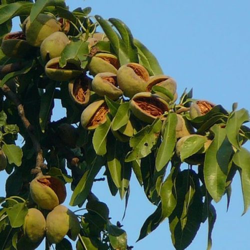 МИНДАЛЬ СЛАДКИЙ "ФОРОС"