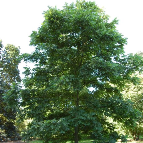 КАРИЯ ПЕКАН - CARYA ILLINOINENSIS