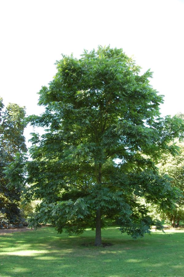 КАРИЯ ПЕКАН - CARYA ILLINOINENSIS