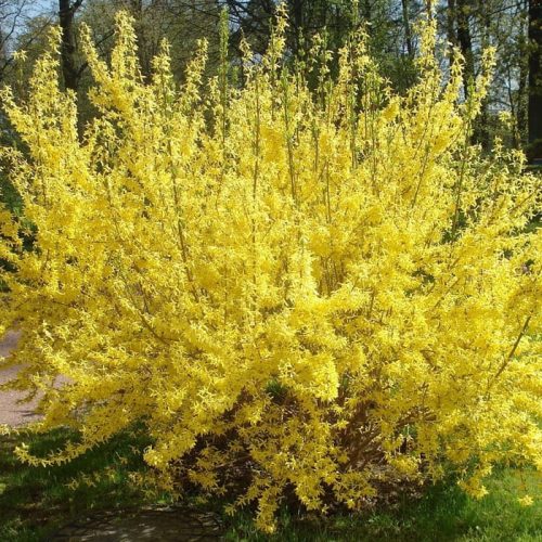 ФОРЗИЦИЯ (FORSITHIA)