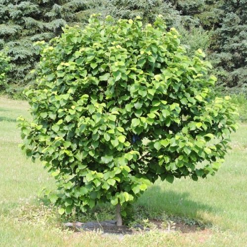 ФУНДУК СОРТ "КОРОНА"