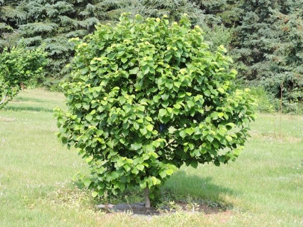 ФУНДУК СОРТ "КОРОНА"