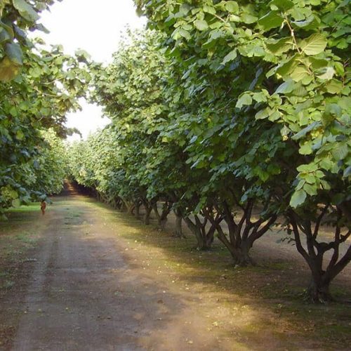 ФУНДУК СОРТ "ШЕДЕВР"