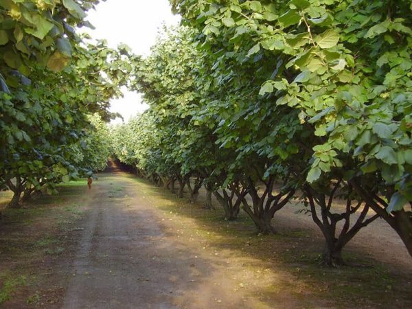 ФУНДУК СОРТ "ШЕДЕВР"